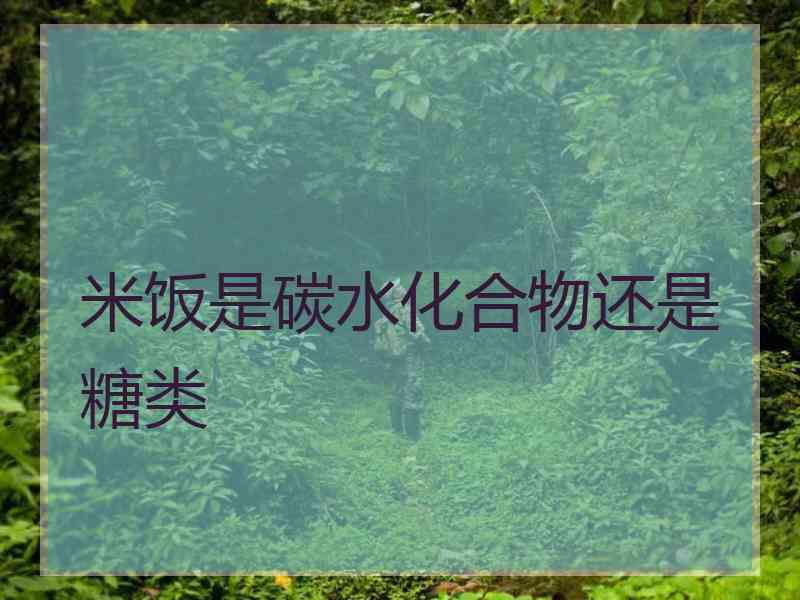 米饭是碳水化合物还是糖类