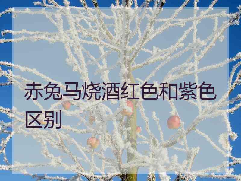 赤兔马烧酒红色和紫色区别