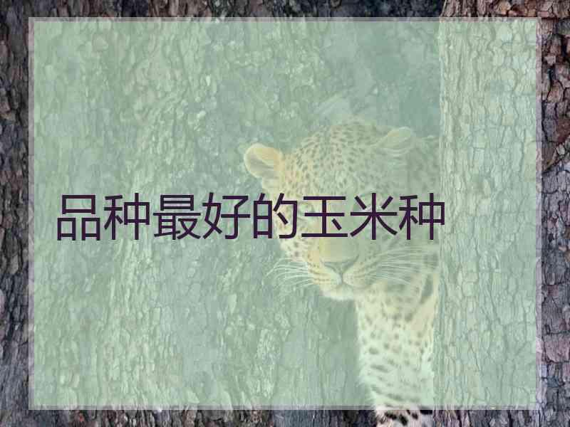 品种最好的玉米种