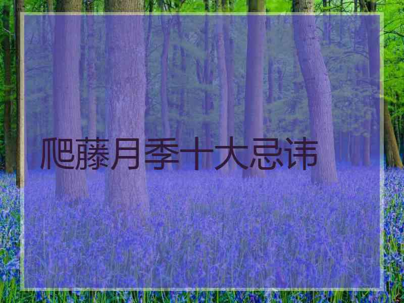 爬藤月季十大忌讳