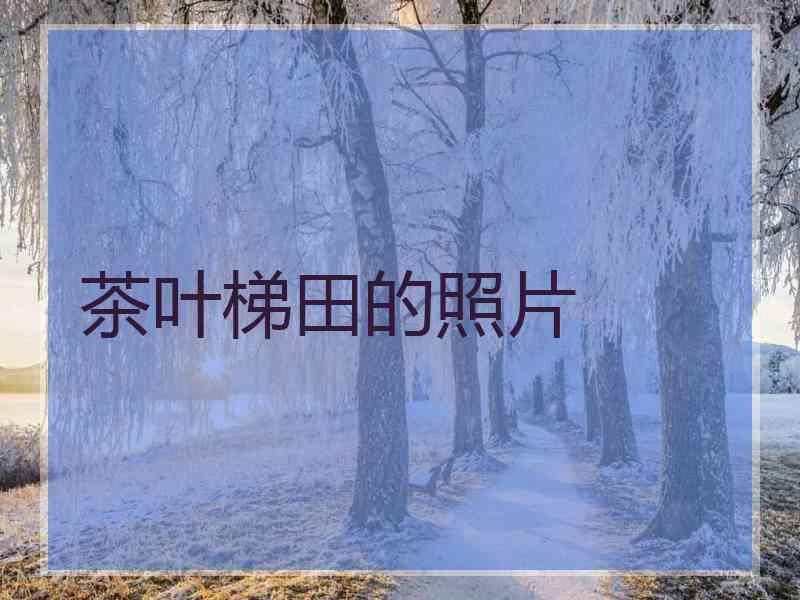 茶叶梯田的照片