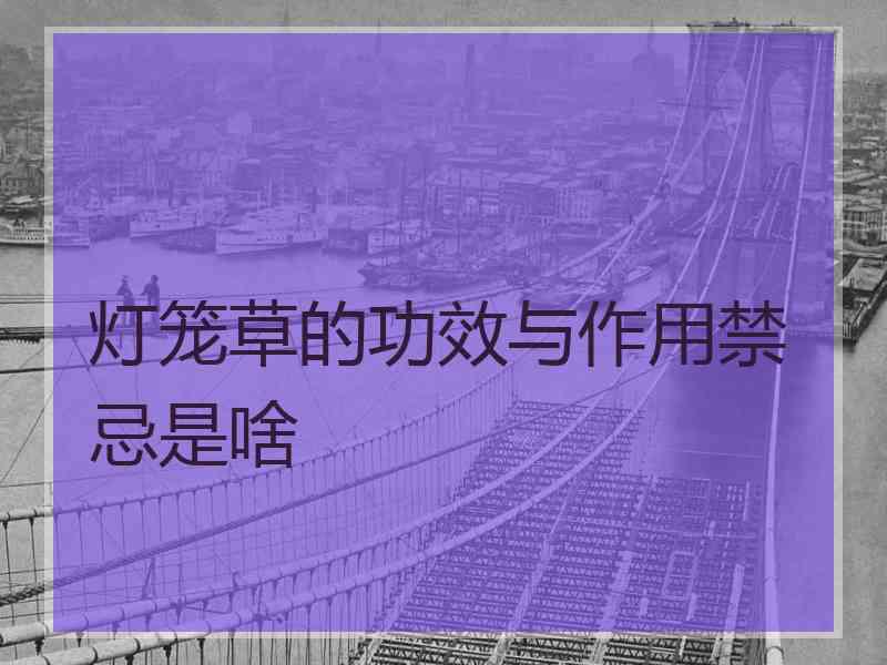 灯笼草的功效与作用禁忌是啥
