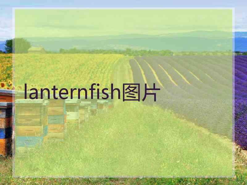 lanternfish图片