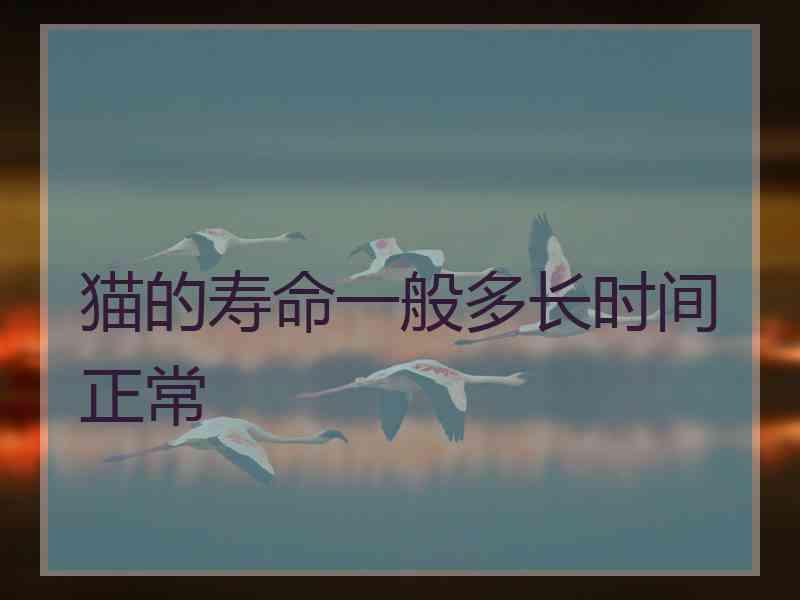 猫的寿命一般多长时间正常