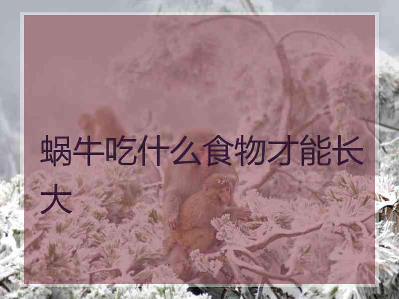 蜗牛吃什么食物才能长大