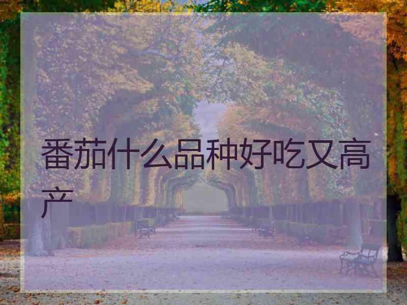番茄什么品种好吃又高产