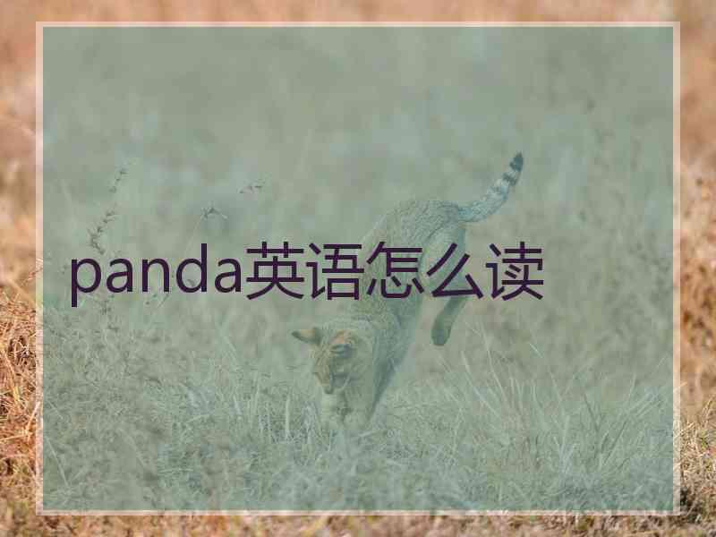 panda英语怎么读