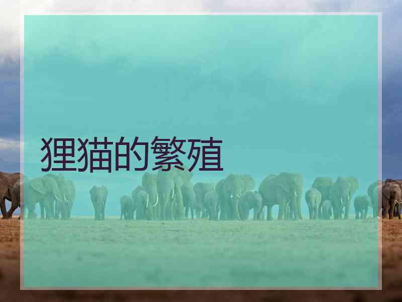 狸猫的繁殖