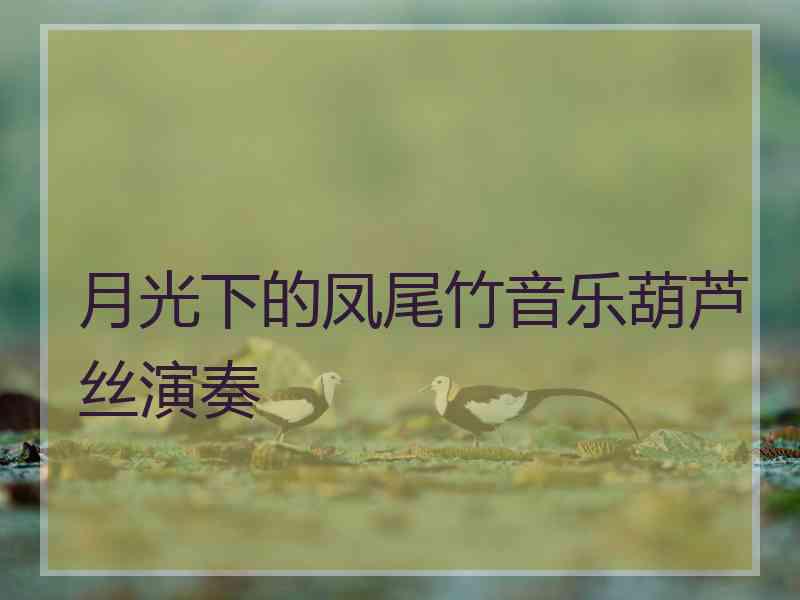 月光下的凤尾竹音乐葫芦丝演奏