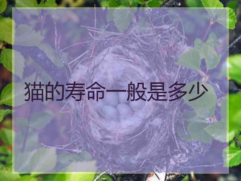 猫的寿命一般是多少