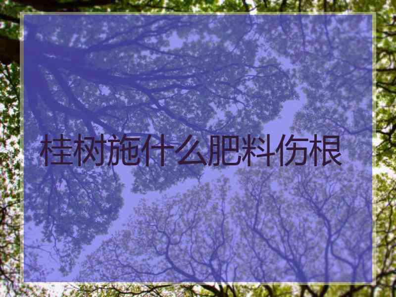 桂树施什么肥料伤根
