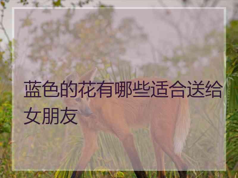 蓝色的花有哪些适合送给女朋友