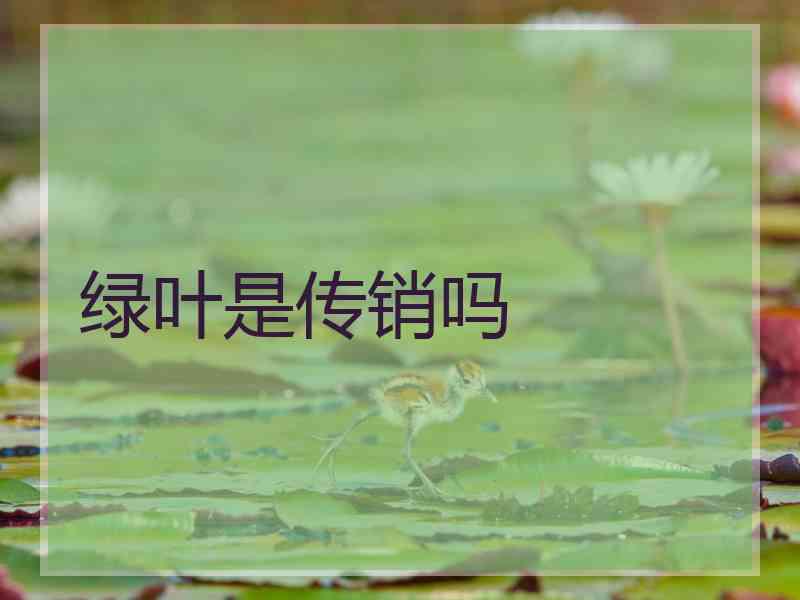 绿叶是传销吗