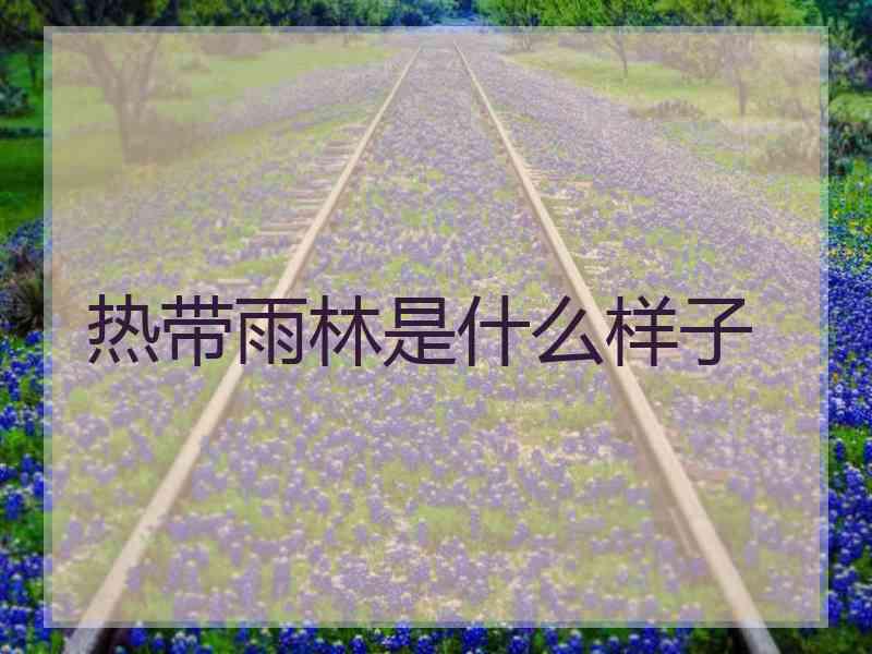 热带雨林是什么样子