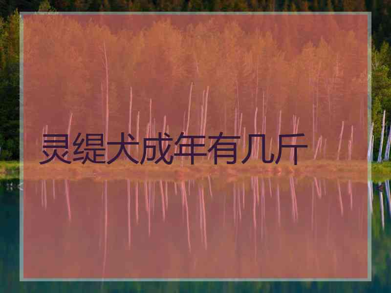 灵缇犬成年有几斤