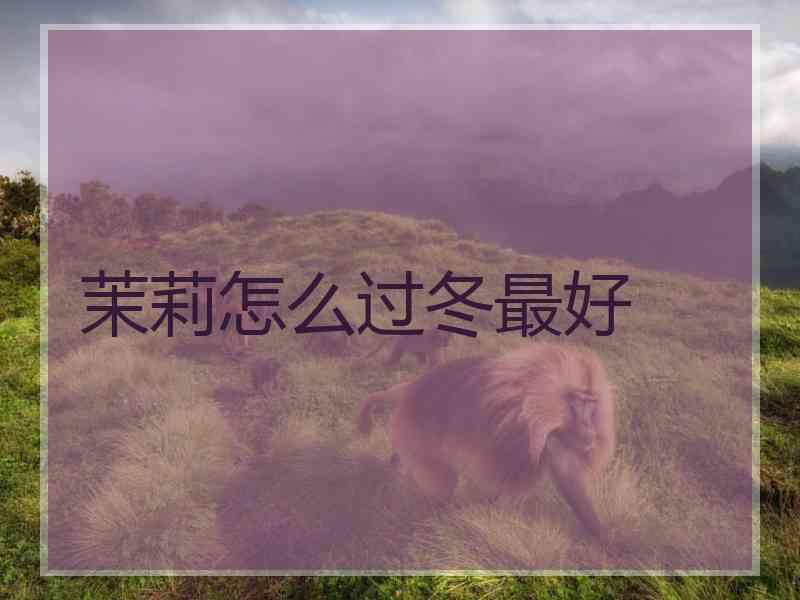 茉莉怎么过冬最好