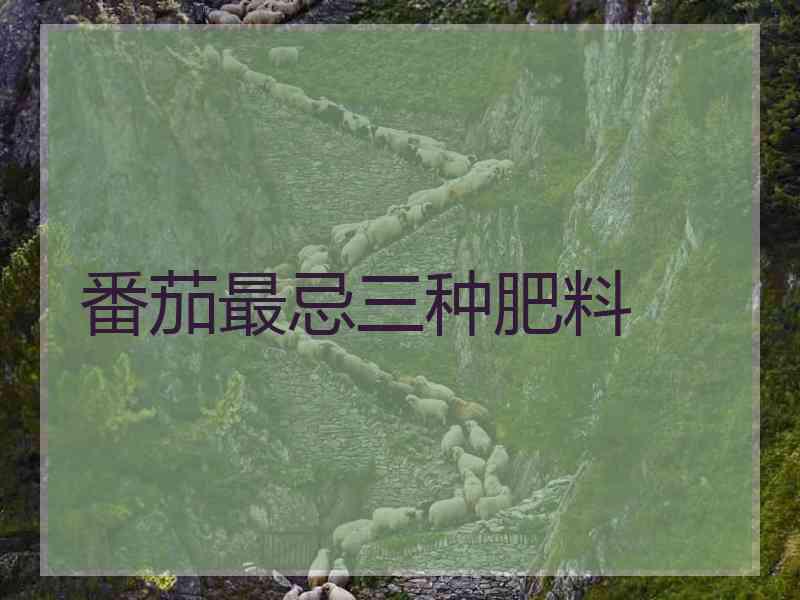 番茄最忌三种肥料