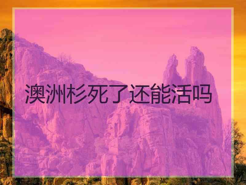 澳洲杉死了还能活吗