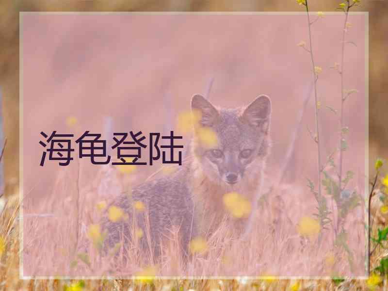 海龟登陆