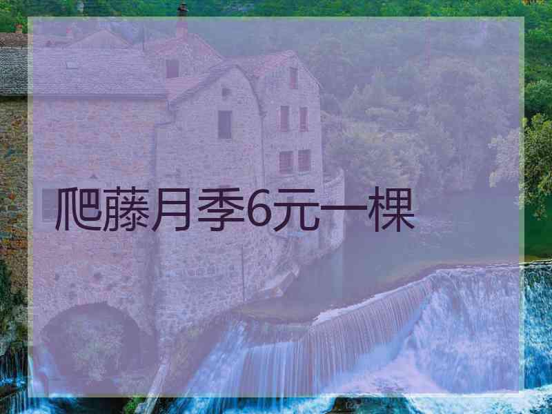 爬藤月季6元一棵