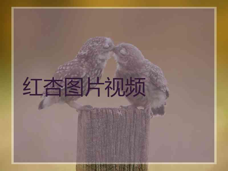 红杏图片视频
