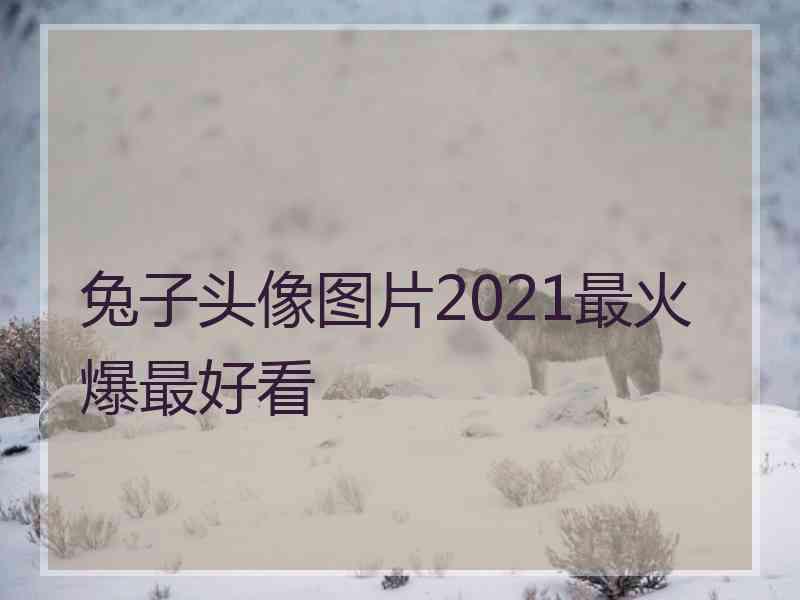 兔子头像图片2021最火爆最好看