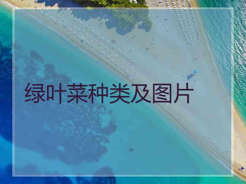 绿叶菜种类及图片