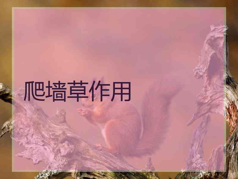 爬墙草作用
