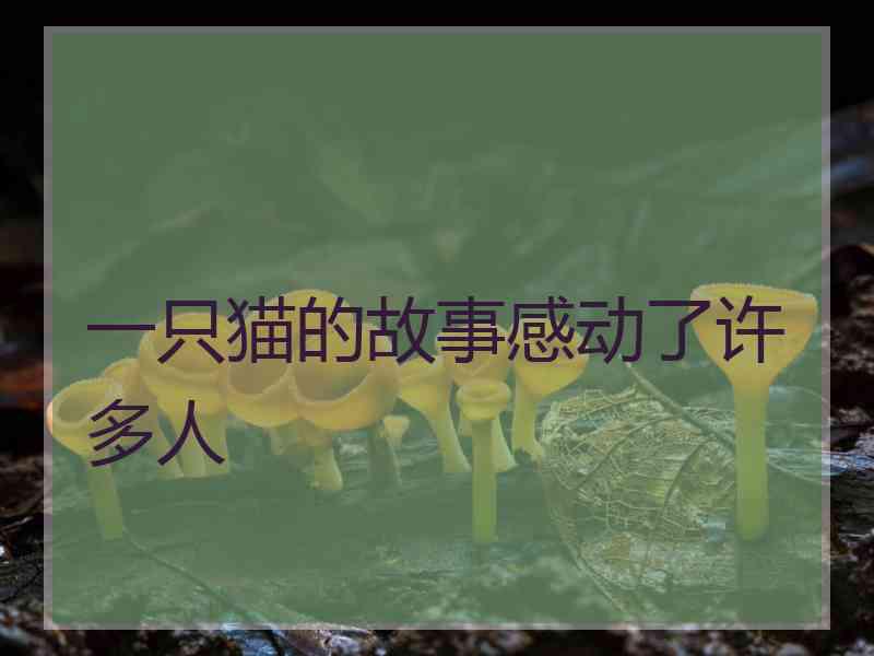 一只猫的故事感动了许多人