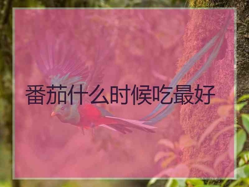 番茄什么时候吃最好