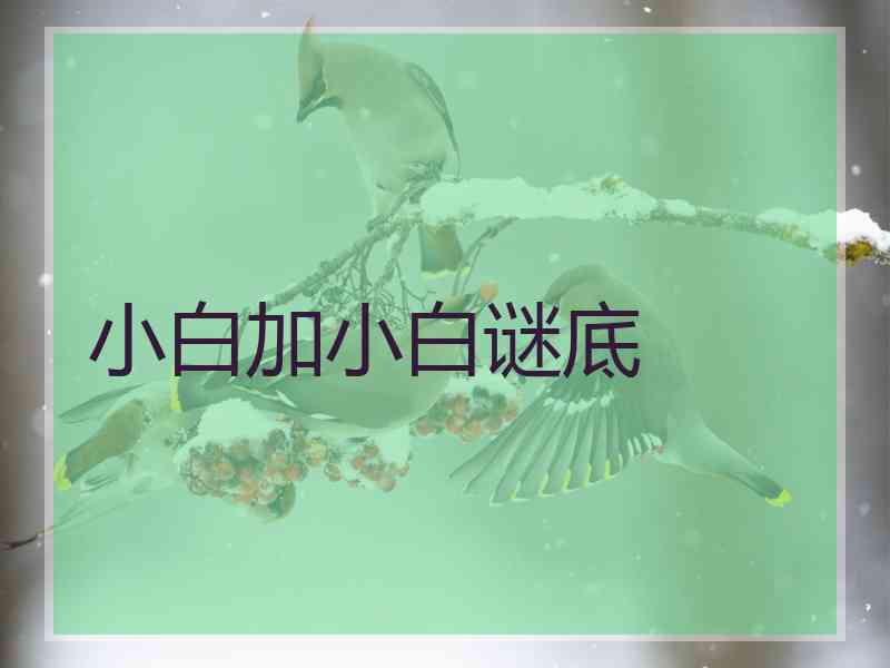 小白加小白谜底