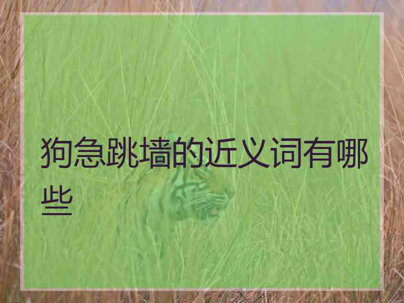 狗急跳墙的近义词有哪些
