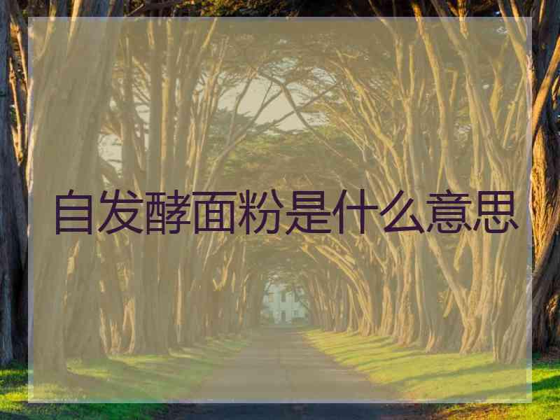 自发酵面粉是什么意思