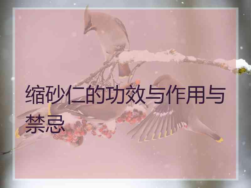 缩砂仁的功效与作用与禁忌