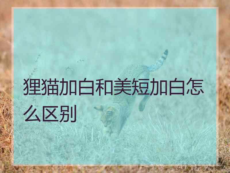 狸猫加白和美短加白怎么区别