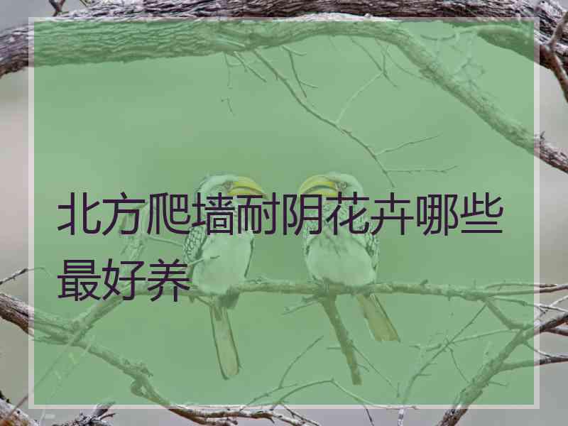 北方爬墙耐阴花卉哪些最好养