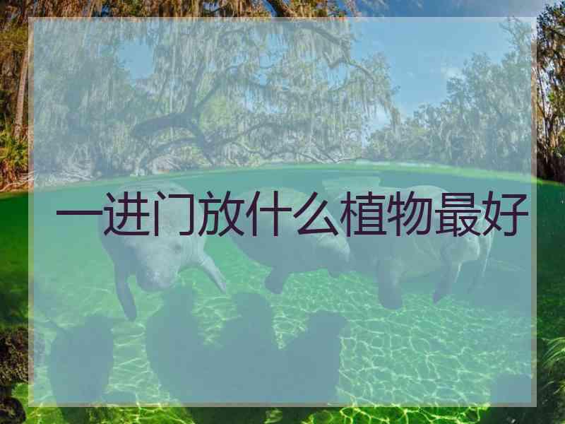 一进门放什么植物最好