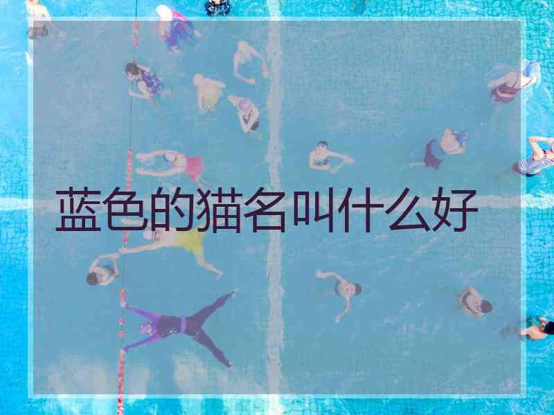 蓝色的猫名叫什么好