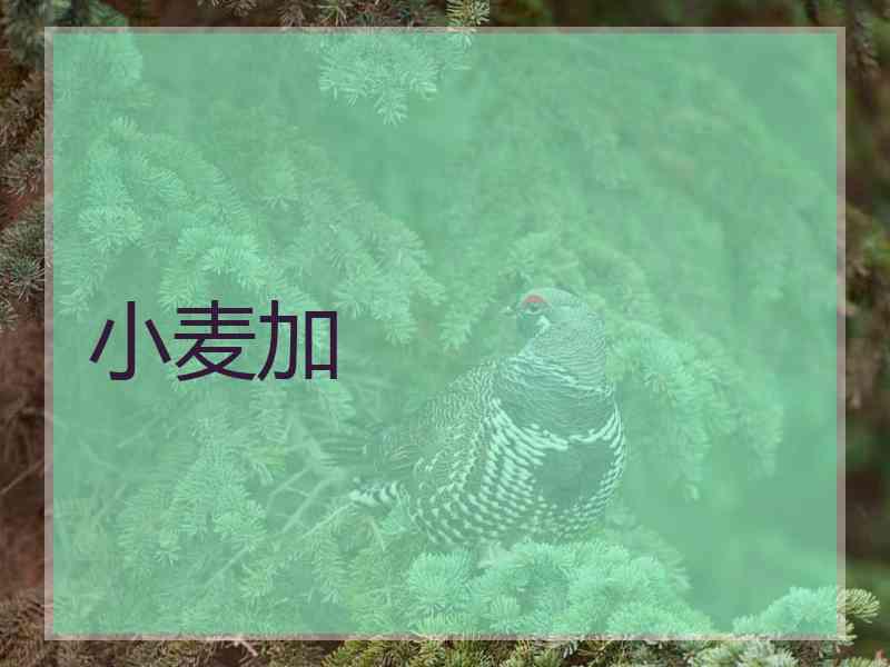 小麦加