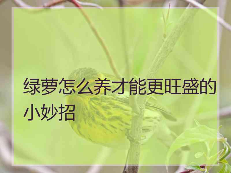 绿萝怎么养才能更旺盛的小妙招