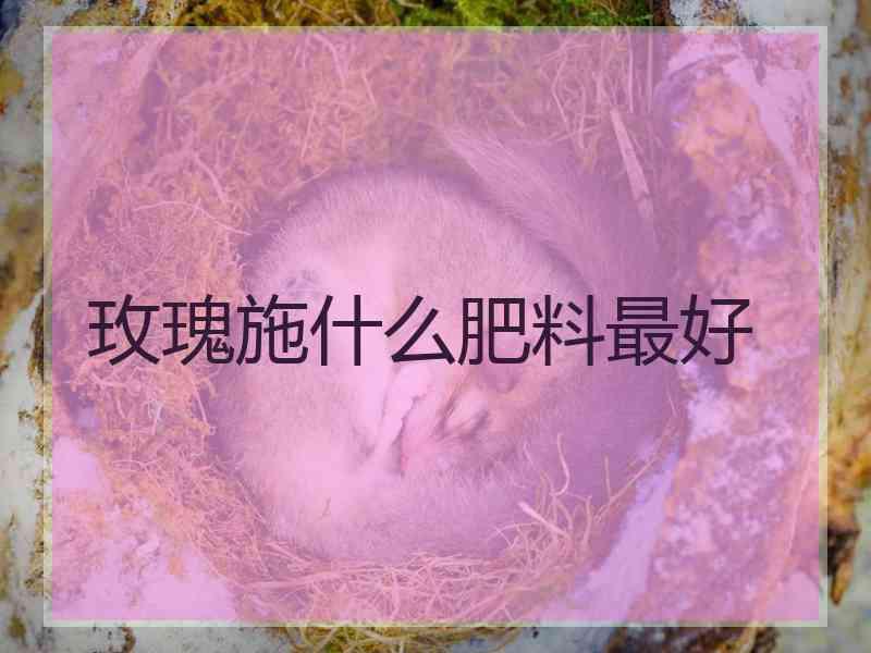 玫瑰施什么肥料最好