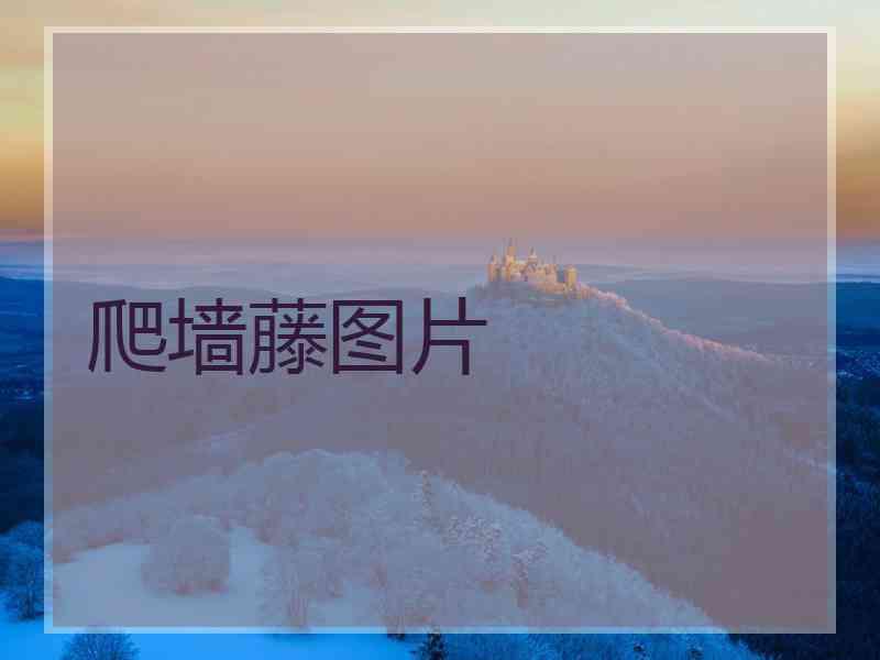 爬墙藤图片