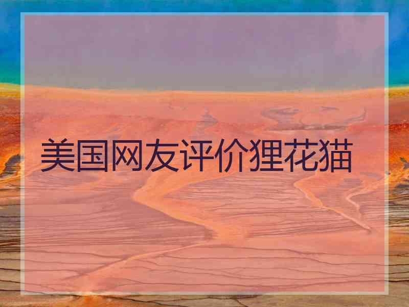 美国网友评价狸花猫