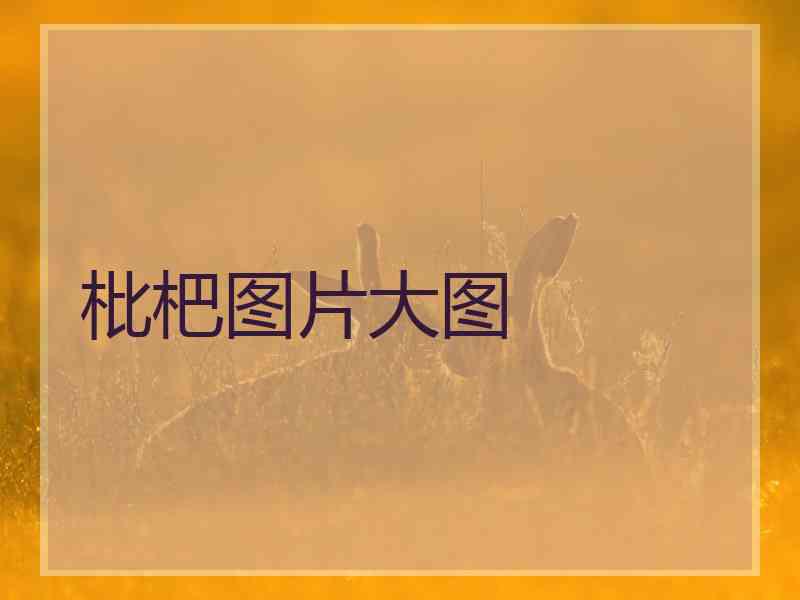 枇杷图片大图