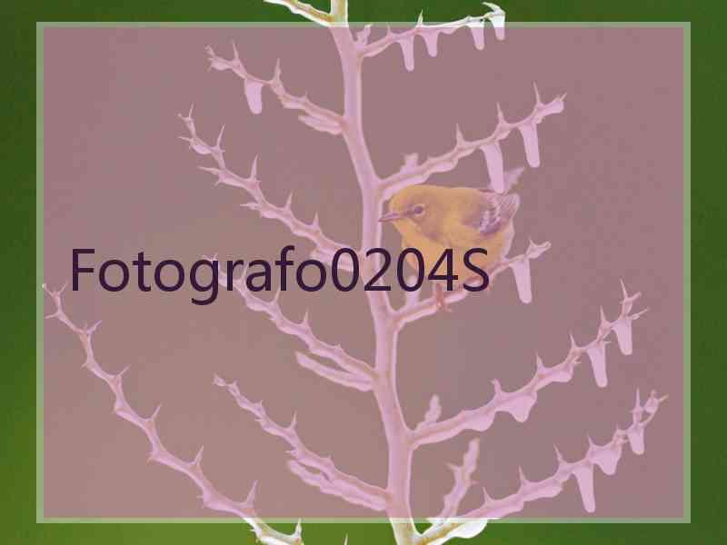 Fotografo0204S