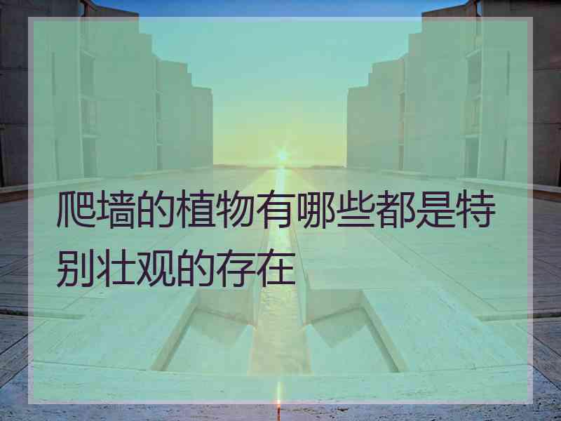 爬墙的植物有哪些都是特别壮观的存在