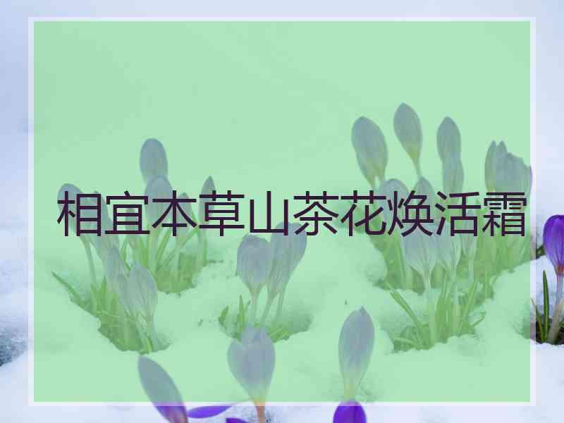 相宜本草山茶花焕活霜