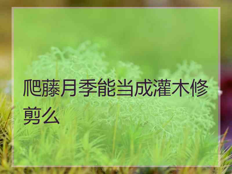 爬藤月季能当成灌木修剪么