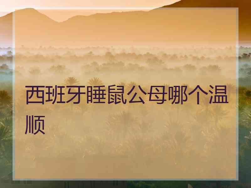 西班牙睡鼠公母哪个温顺