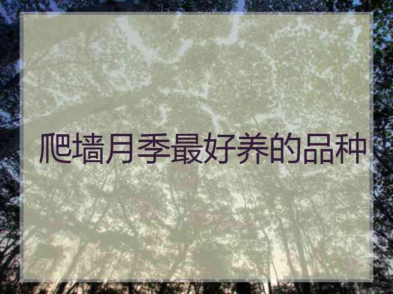 爬墙月季最好养的品种